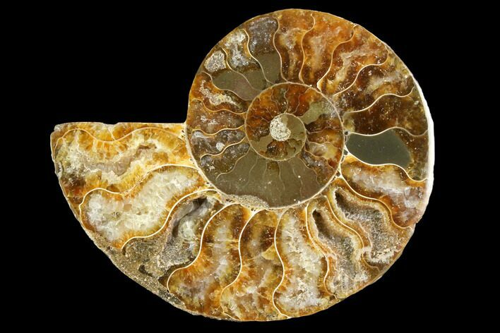 Cut & Polished Ammonite Fossil (Half) - Agate Replaced #146150